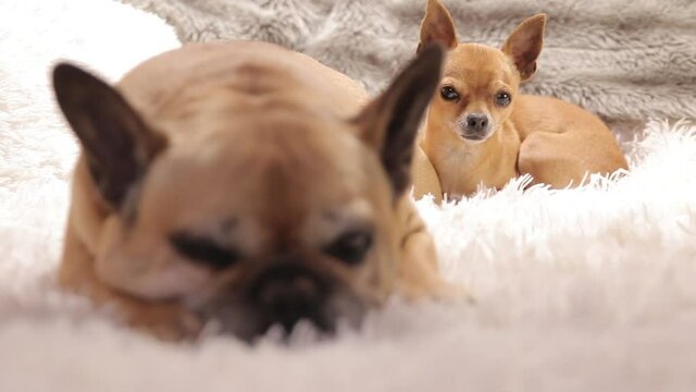 French Bulldog And Chihuahua Curled Up On The Couch