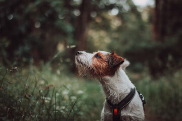 Parson Russell Terrier in Dark Rainy Forest