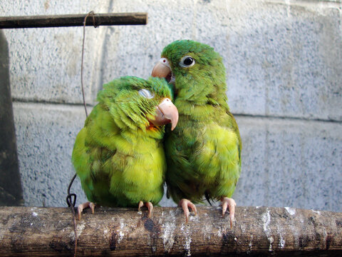 Pareja de pericos acical&aacute;ndose, pared de fondo.