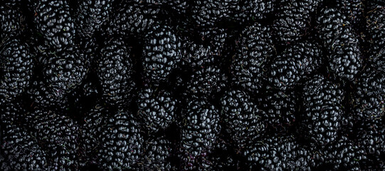 Mulberry background. Fresh Mulberrys top view.  Black Berries wide Backdrop