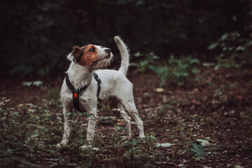 Parson Russell Terrier in Dark Rainy Forest