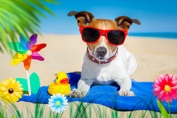 dog at beach