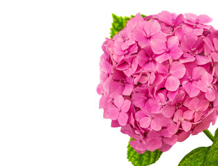 Pink Hortensia  flower (Hydrangea macrophylla) with green leaves isolated on a white background. Hortensia close up.