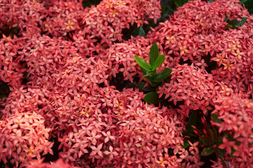Background of red West Indian Jasmine