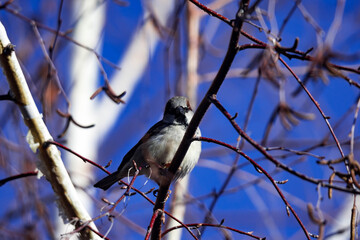 Female Purple Finch (Carpodacus purpureus) perched with a blue background