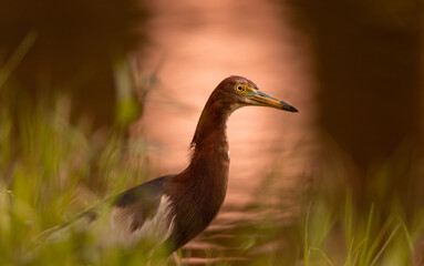 chinese pond heron in wetland