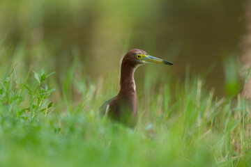 chinese pond heron in wetland