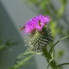 Thistle blossom with hoverflies, selected focus