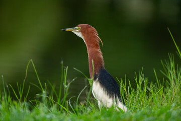chinese pond heron in wetland