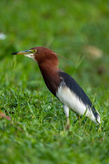 chinese pond heron in wetland