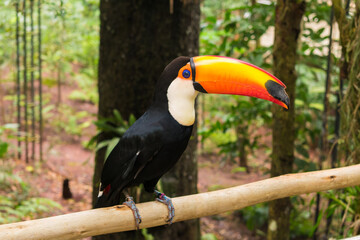 Close up of a curious toucan at the Bird Park, popular tourist destination near the Iguazu Falls (Foz do Iguacu, Brazil)