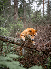 Shiba inu puppy in the forest.