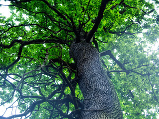 Bujna roślinność puszczy w letniej scenerii © JDziedzic