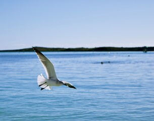 Fototapeta na wymiar Seagull flying over the ocean