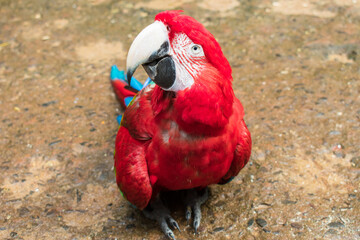 Scarlet macaw (Ara macao) looking at the camera at the Bird Park, popular tourist destination near the Iguazu Falls (Foz do Iguacu, Brazil) © Helissa