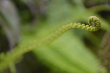 SEMAR BAGS (Nepenthes) are insectivorous plants, also called carnivorous plants