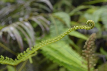 SEMAR BAGS (Nepenthes) are insectivorous plants, also called carnivorous plants