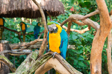 Blue-and-yellow macaw (Ara ararauna) at the Bird Park, popular tourist destination near the Iguazu Falls (Foz do Iguacu, Brazil)