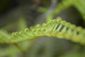 SEMAR BAGS (Nepenthes) are insectivorous plants, also called carnivorous plants