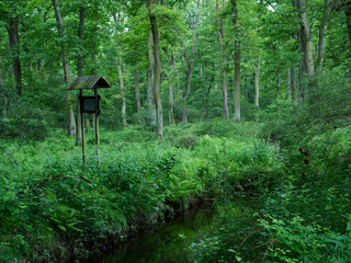 Bujna roślinność puszczy w letniej scenerii