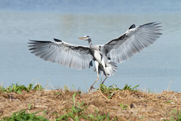 Ardea cinerea, Grey heron, landing in the lagoon