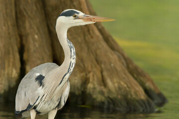 Ardea cinerea,Grey heron , in the swamp with penetrating eyes.