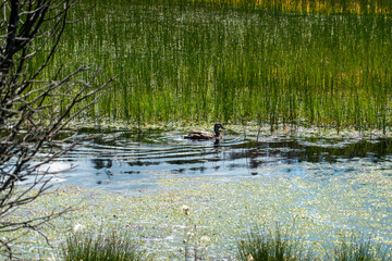 Moorlandschaft im Nationalpark Bayerischer Wald