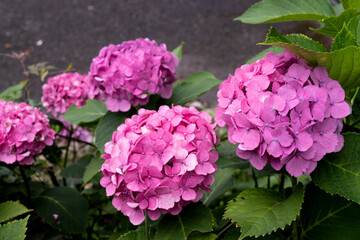 梅雨時の紫陽花