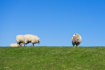 Schafe auf einem Deich