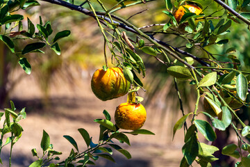 Orange plantation in Minas Gerais, Brazil