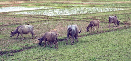 buffalo in the field