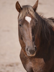 Obraz premium Wildpferd