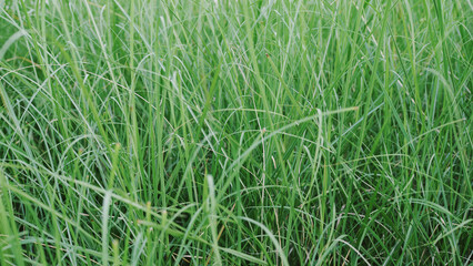 Beautiful green grass background of summer and spring, Green grass texture from a field
