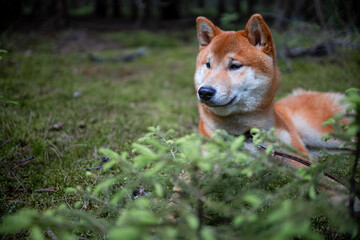Shiba inu puppy in the forest.