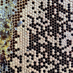hexagon structure is honeycomb from bee hive filled with golden honey
