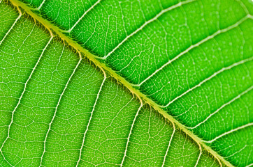 closeup texture green leaves nature abstract macro pattern leaf background.