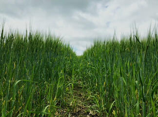 path into green crops of a field 