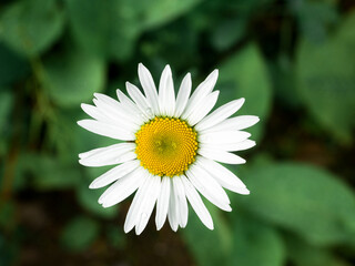 Fototapeta premium Chamomile flower with drops of rain.