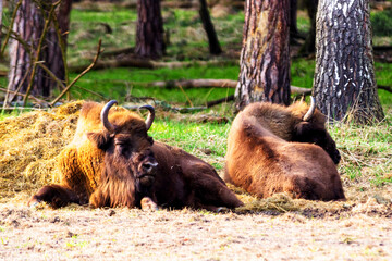 Wild european bisons or wisent (Bison bonasus) in the forest reserve, Pszczyna Jankowice, Poland © Milosz Maslanka