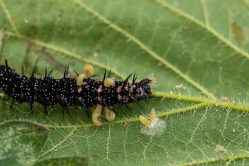 Parasitic wasp larvae emerging from a live peacock butterfly caterpillar