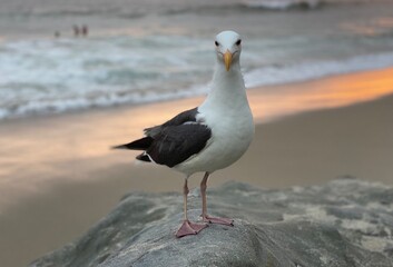 Laguna Beach seagull