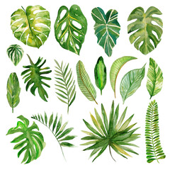 Set of watercolor tropical plants leaves. 