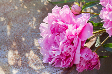 Pink peonies growing in the garden. Closeup of pink peony in a sunny day. Copy space