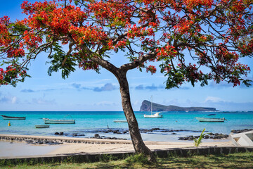 Cap Malheureux,view with turquoise sea and traditional flamboyant red tree,Mauritius island