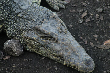 Crocodile Close Up Shot, Taking In the Sunlight