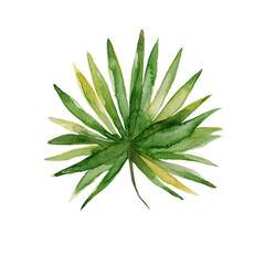 Watercolor Tropical Palm Leaf. Green Branch Isolated on a White Background. Hand Drawn Illustration