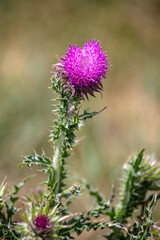 A purple flowering wild thistle
