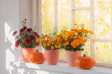 chrysanthemums  and pumpkins on old white  windowsill