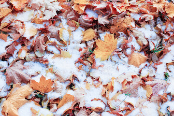 background of yellow autumn leaves in snow