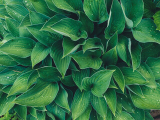 Natural green leaves background with drops of rain